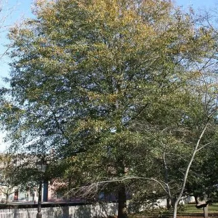 thumbnail for publication: Quercus hemisphaerica, Darlington Oak